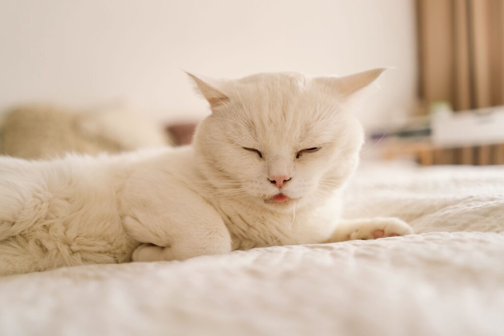 white cat lying on a bed and drooling with their eyes closed and airplane ears