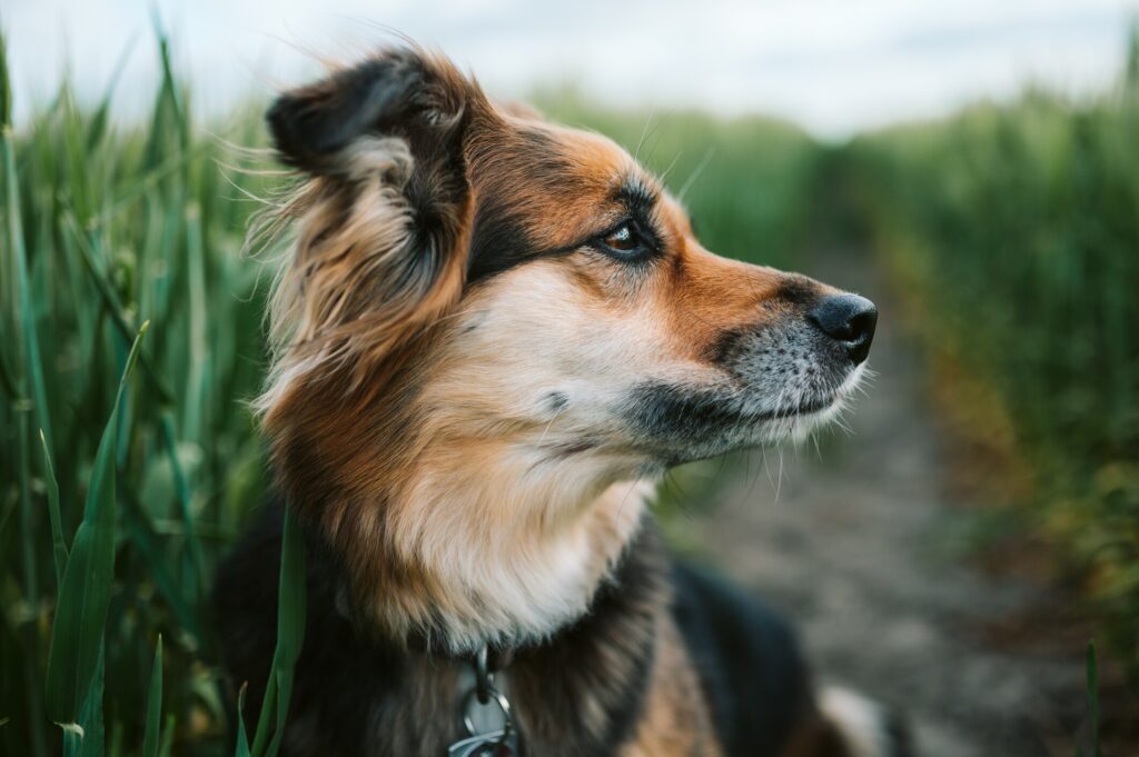 Dog constipation: A dog looks out over a grassy field.