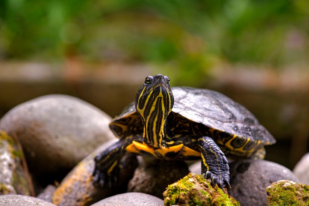 Aquatic painted turtle
