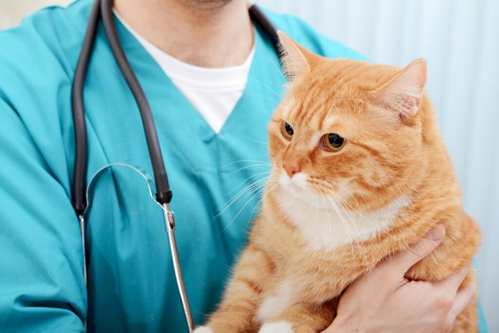 Cat fecal tests: a cat sits with his vet.