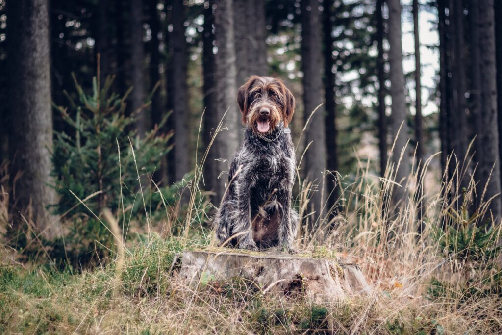 Lone star tick: A dog sits in the woods.