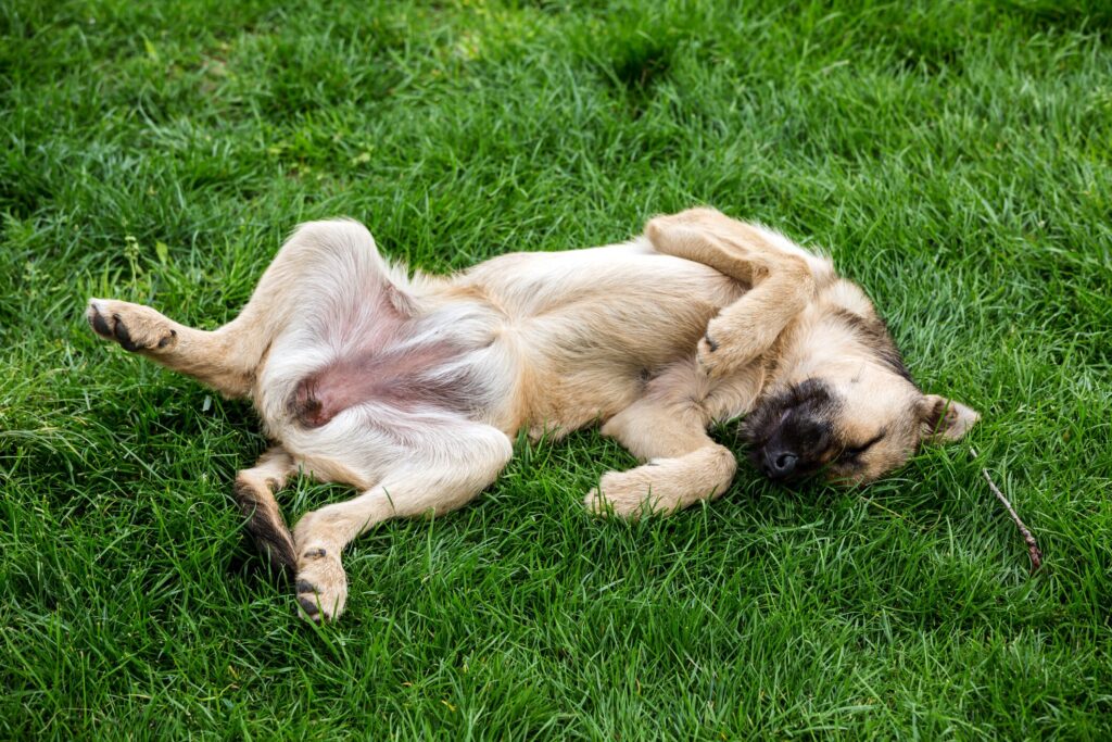 Do dogs have belly buttons: a dog lays on his back.