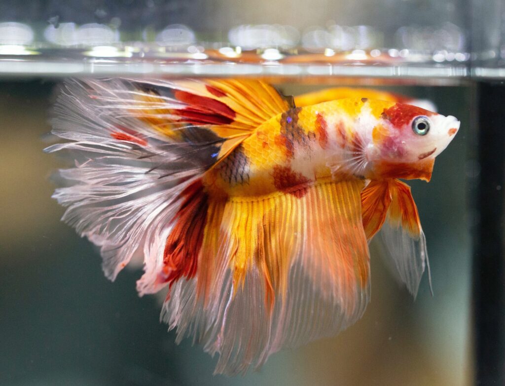 Fish underwater