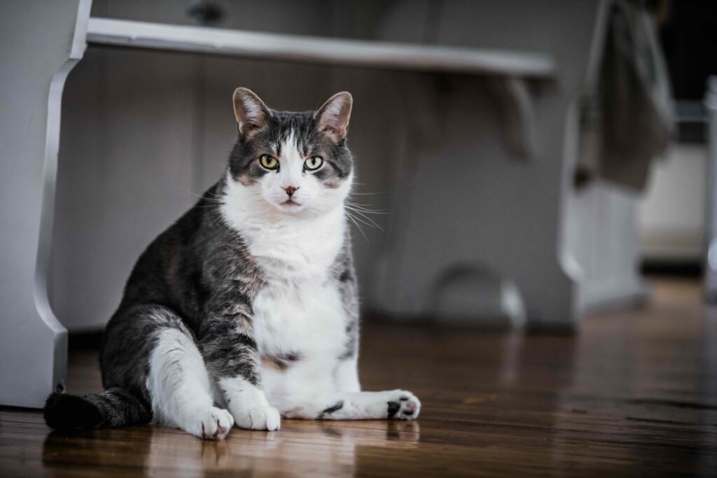 fat tabby cat sitting on the floor