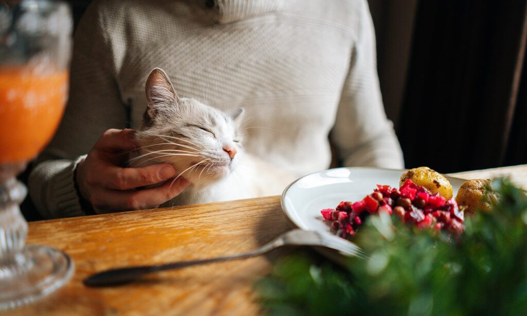 what thanksgiving foods can cats eat: cat on parent lap at the dinner table