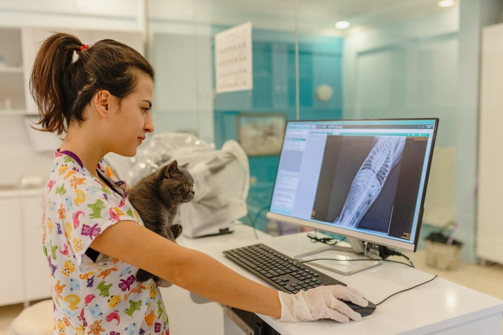 Cat X-rays: A vet and a cat look at a cat X-ray.