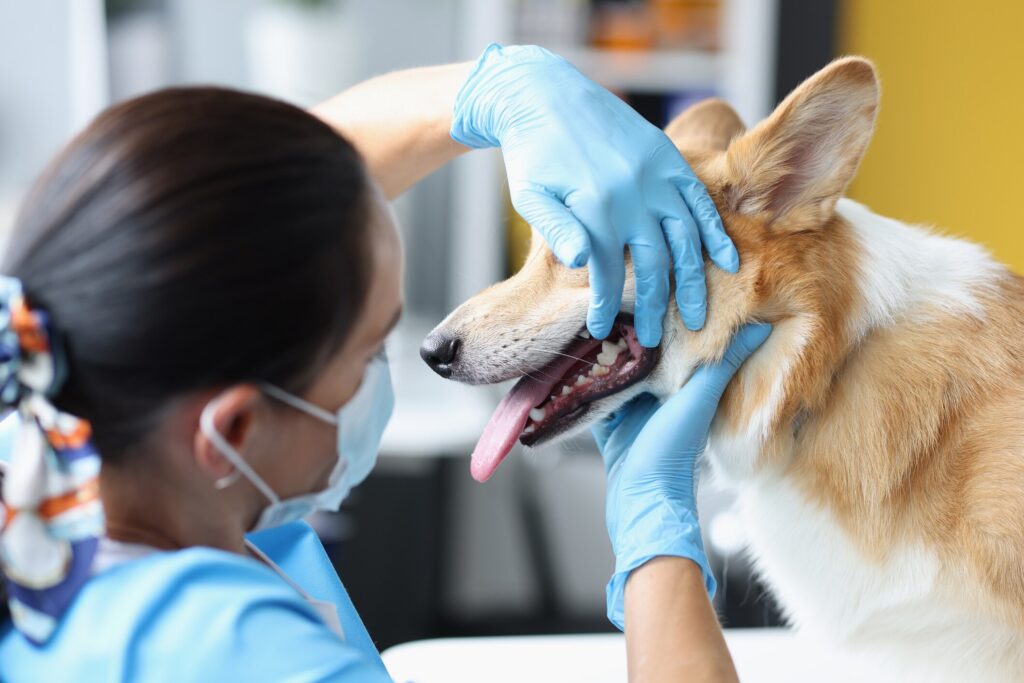 Dog tooth extraction: A vet examines a dog's teeth.