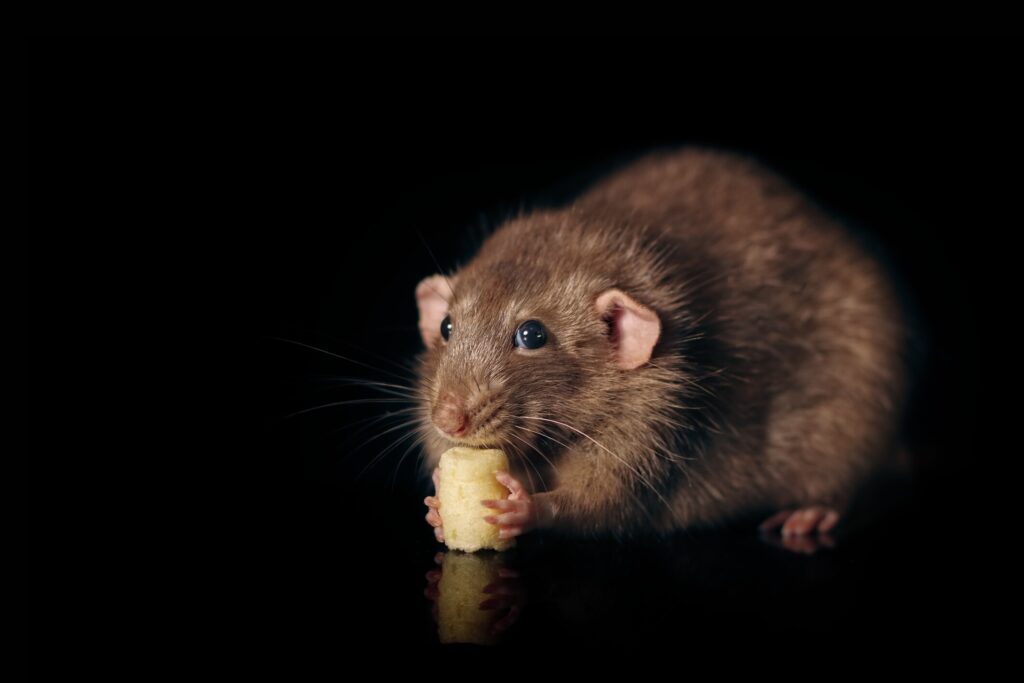 Do rats like cheese: A rat eats cheese.