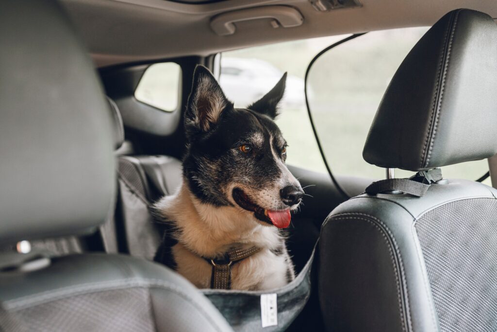 Dramamine for dogs: A dog sits in the back of his parent's car.