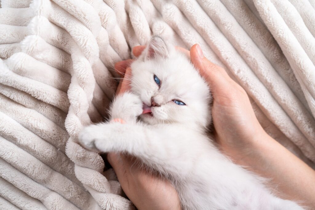 hands holding a small white kitten with blue eyes