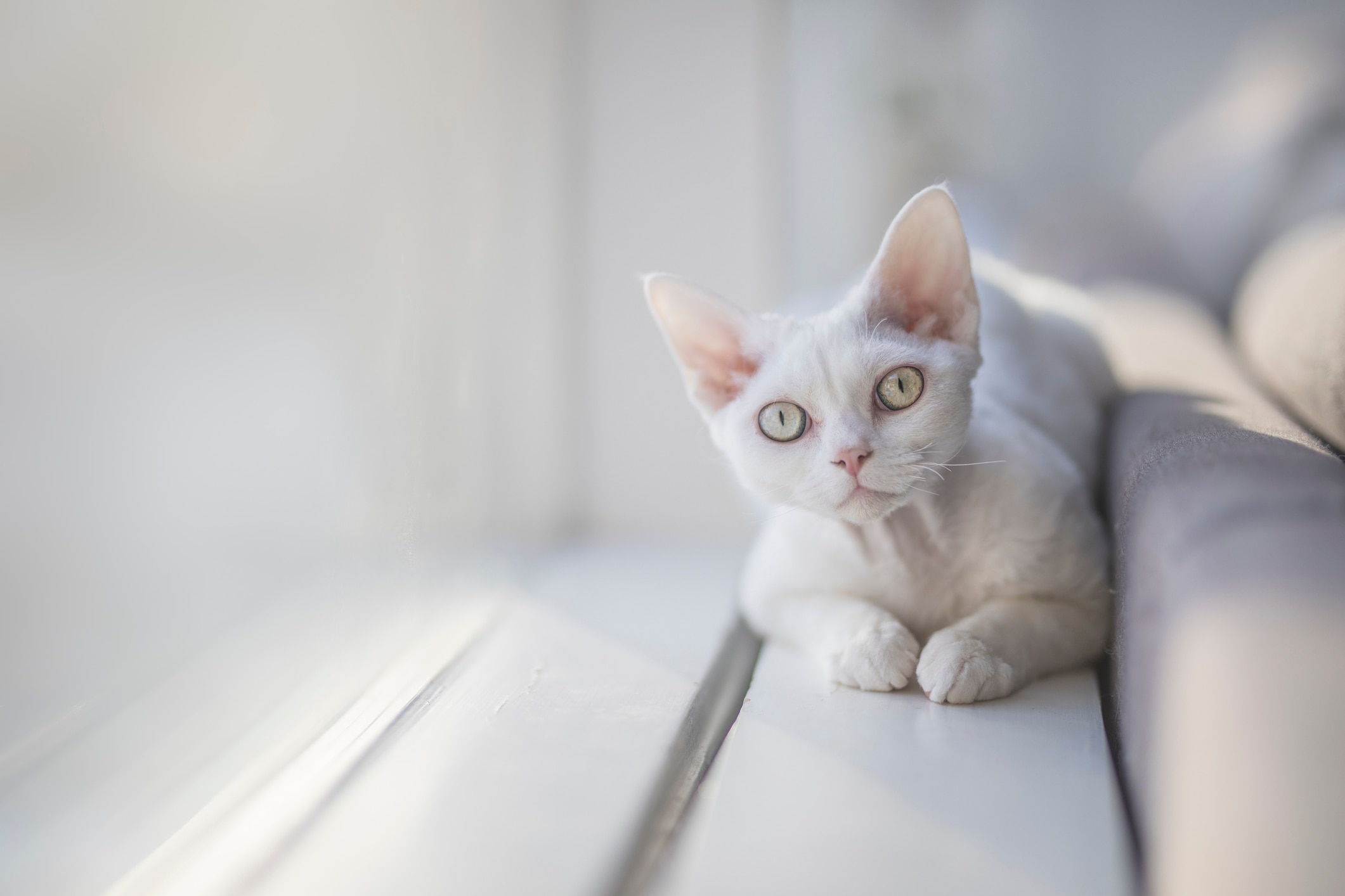 white devon rex cat lying on a white window sill