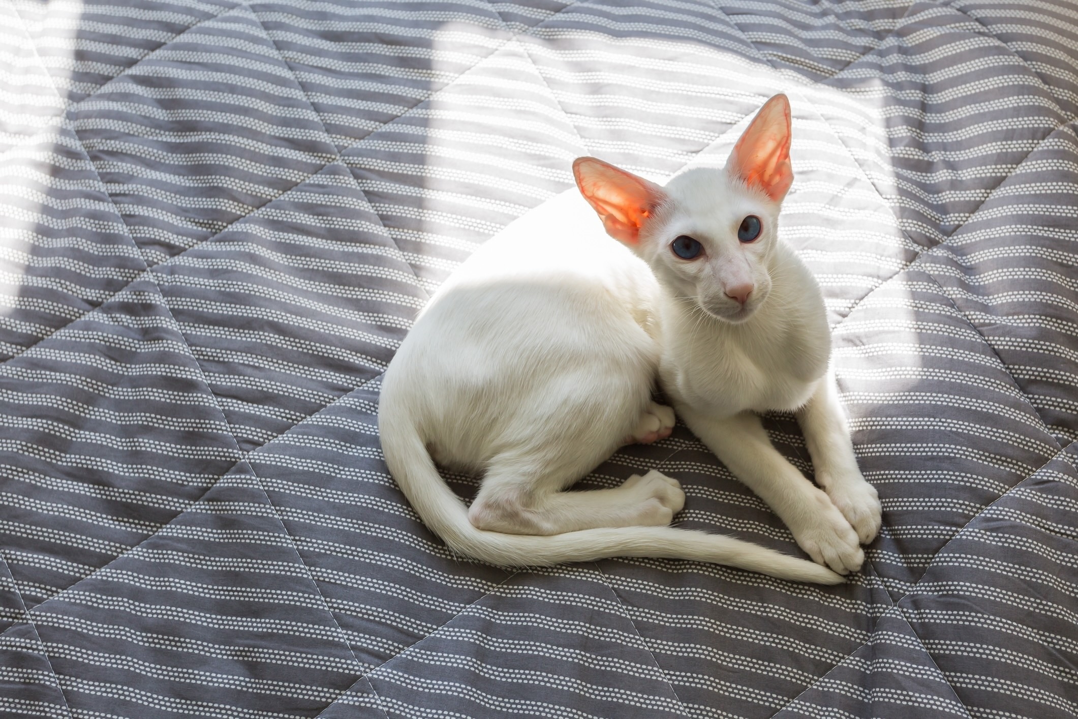 white oriental shorthair curled up on a human bed in a sun beam