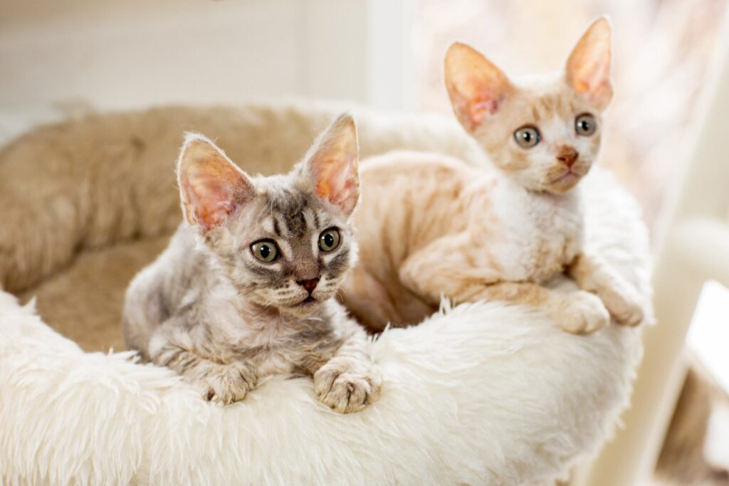 two tabby cornish rex kittens sitting in a cat bed