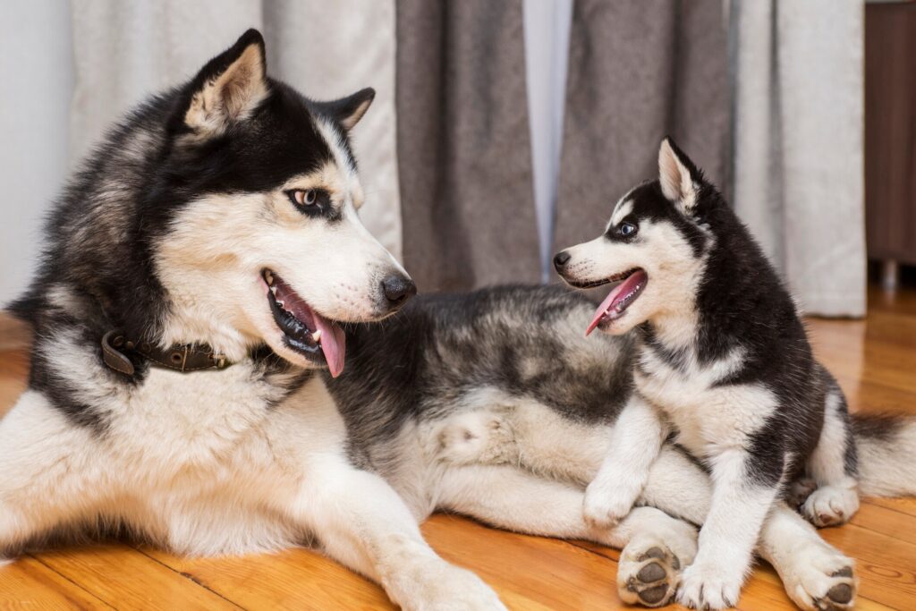 How many puppies can a dog have: a mother dog plays with her puppy.