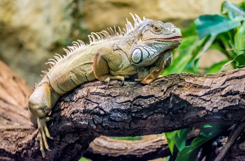 Green iguana