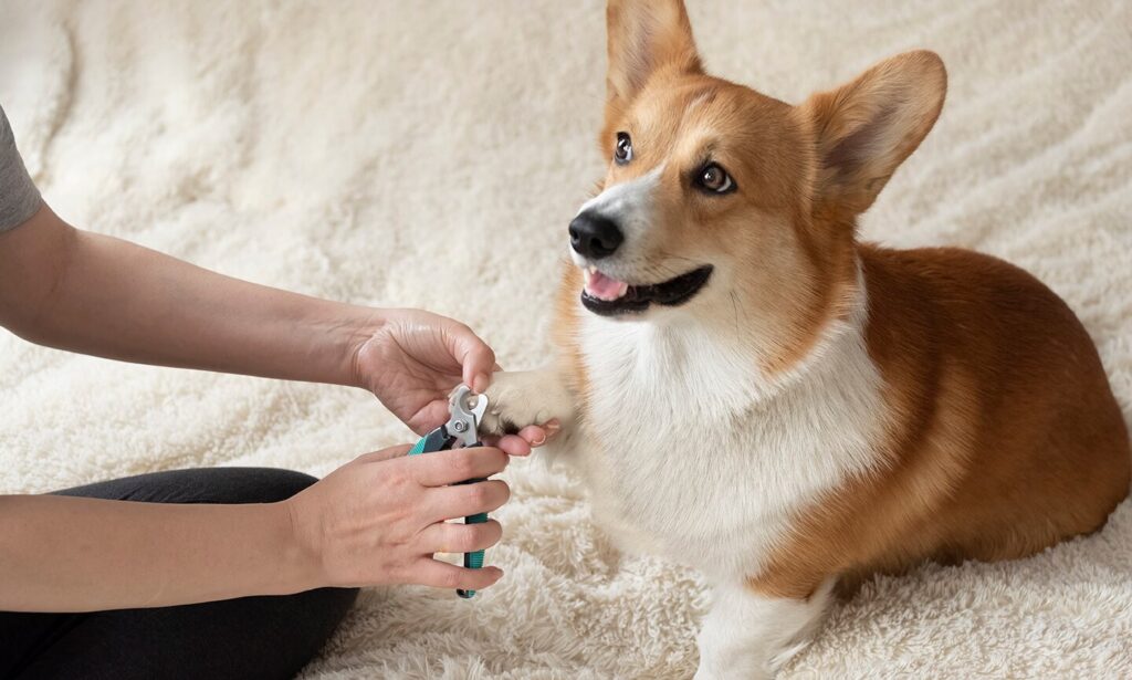 how to trim dog nails: trimming welsh corgi pembroke nails