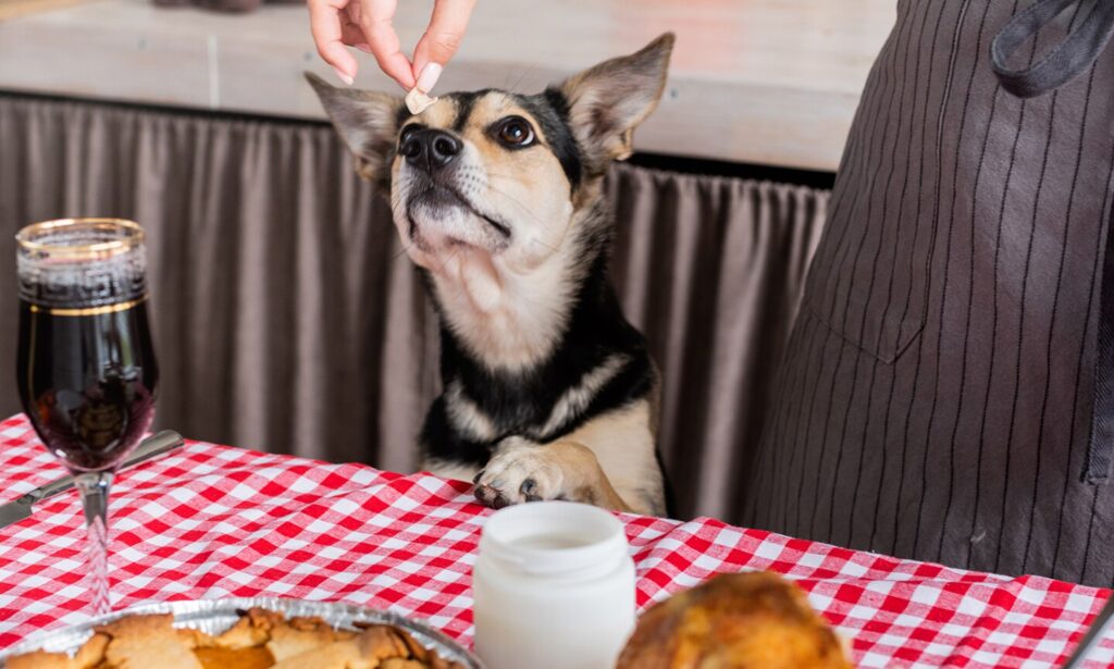 thanksgiving foods dogs can eat: dog staring at a piece of cooked turkey