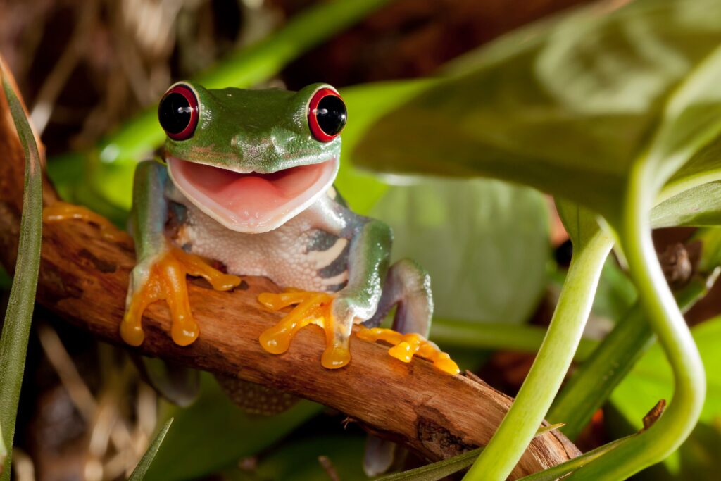 red eyed tree frog