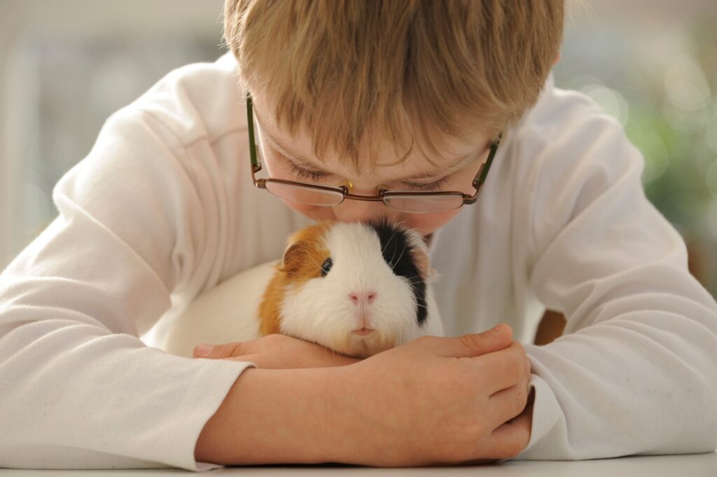 Are Guinea Pigs Good Class Pets: A little boy hugs a guinea pig.