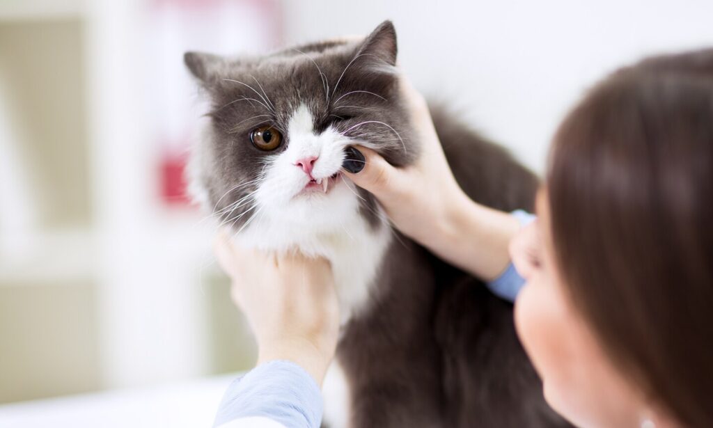 cat teeth cleaning cost: vet inspecting cat teeth at clinic
