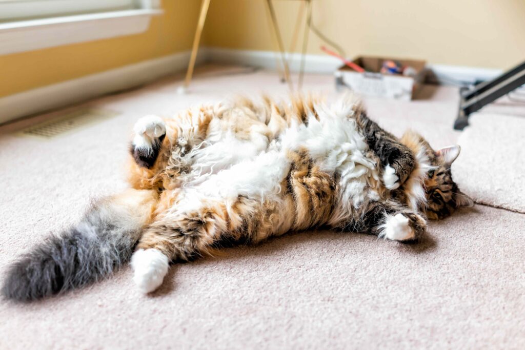 fluffy calico cat lying on her back and showing off her stomach
