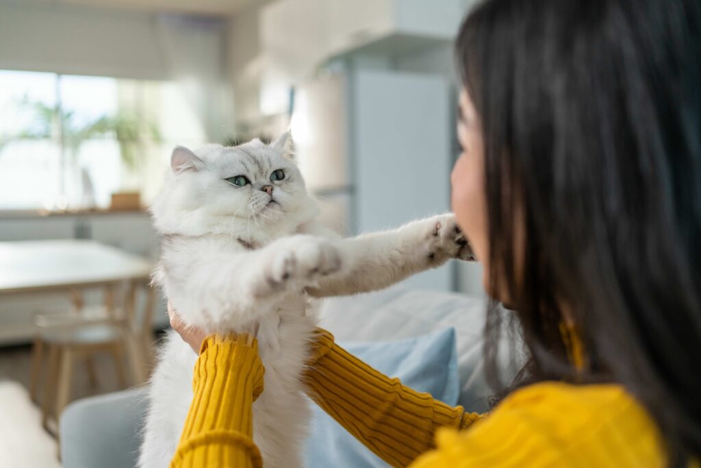woman holding a silver persian cat under the arms