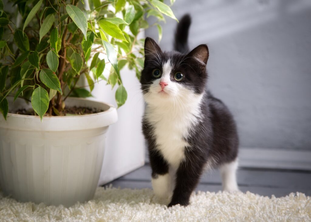 black and white kitten standing on the floor next to two potted plants, looking up
