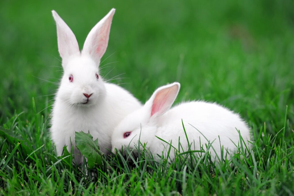 two white rabbits in the grass