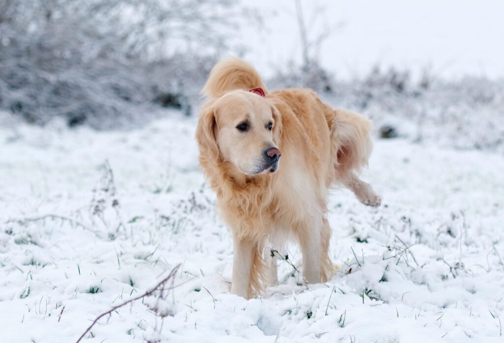 Dog not peeing. A Golden Retriever pees in the snow.
