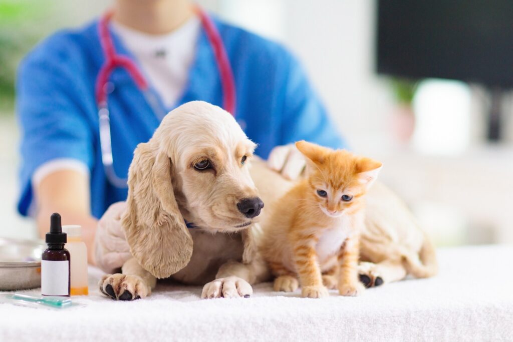 Cat and dog biopsy. A cat and dog sit together at the vet.