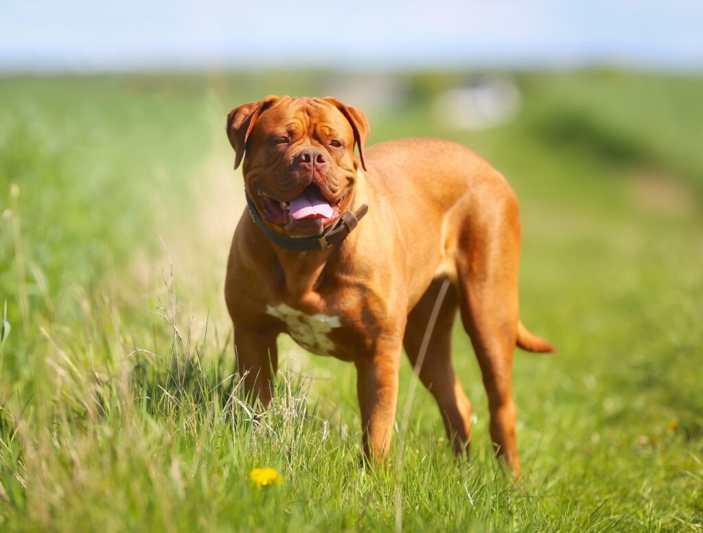 dogue de bordeux mastiff dog breed standing in grass