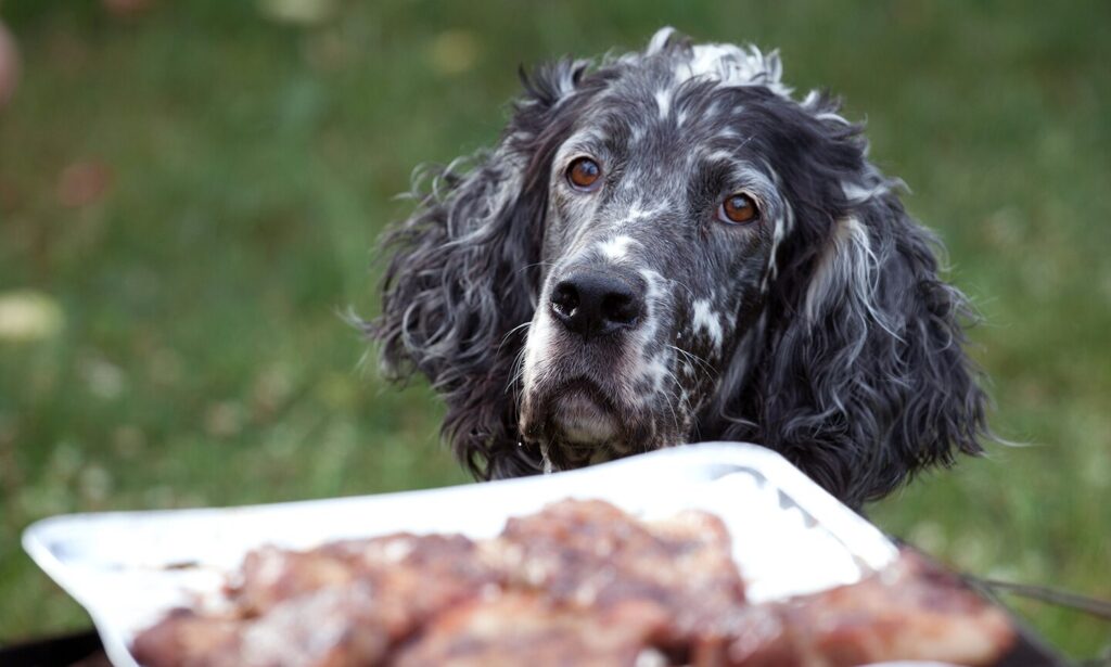 can dogs eat rib bones: dog staring at meat on grill