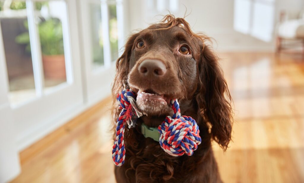 why do dogs bring you toys when you get home: dog carrying toy in mouth