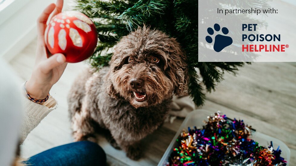 Dogs and other pets may be exposed to dangerous plants and decorations during the holiday.