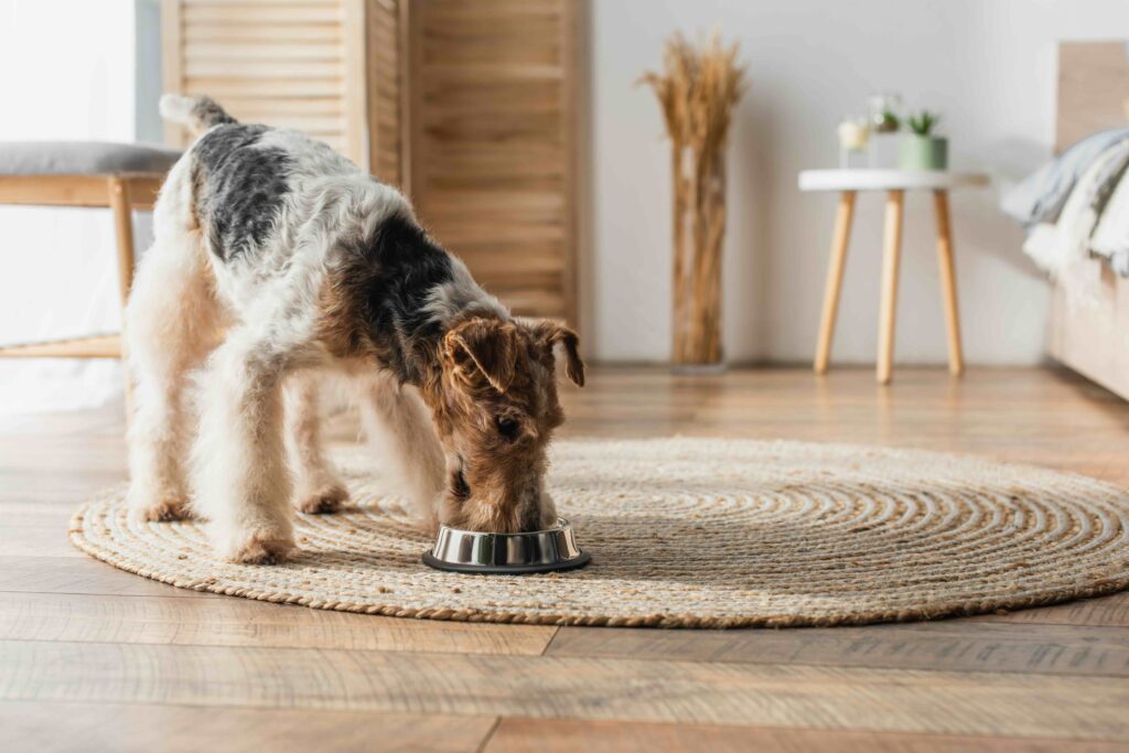 wirehaired fox terrier eating a bland diet out of a dog bowl