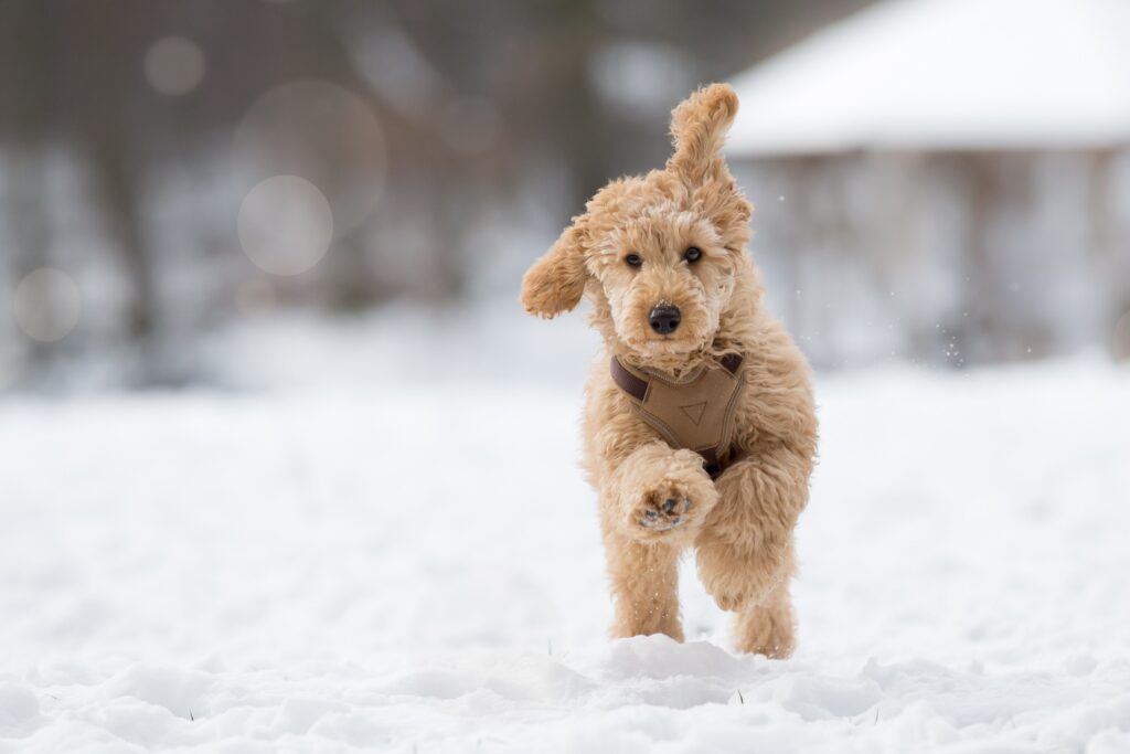 A dog runs through a snowy field, which may cause dog hiccups.