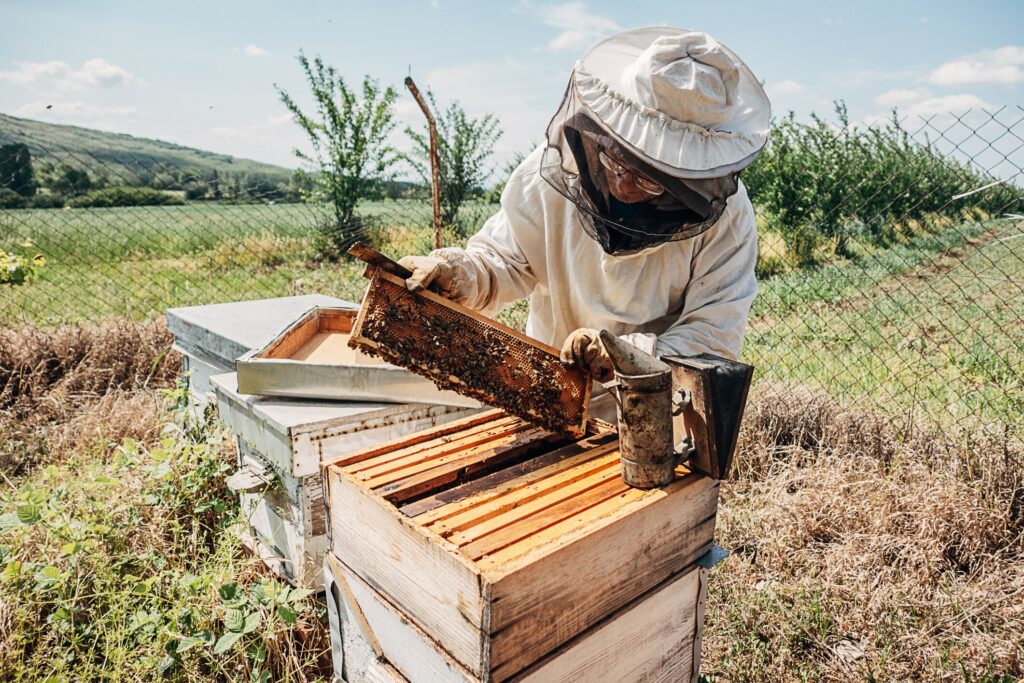 Beekeeping for beginners: A beekeeper checks their hive.