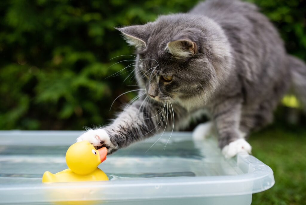 A cat tentatively reaches into a pool—why do cats hate water?