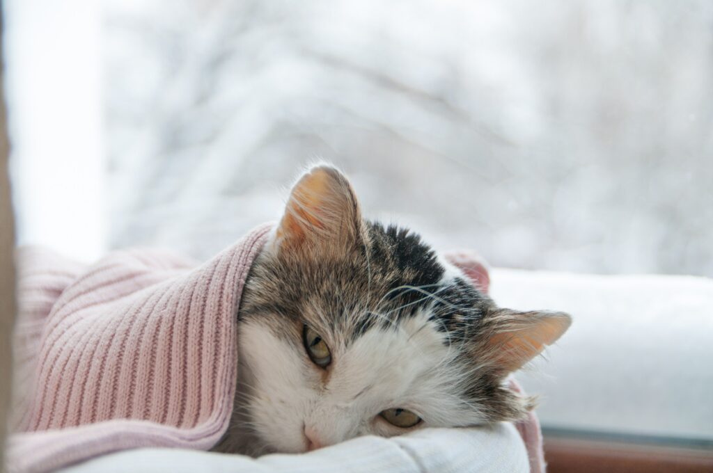 A cat sits by the window, looking sad—but can cats cry?