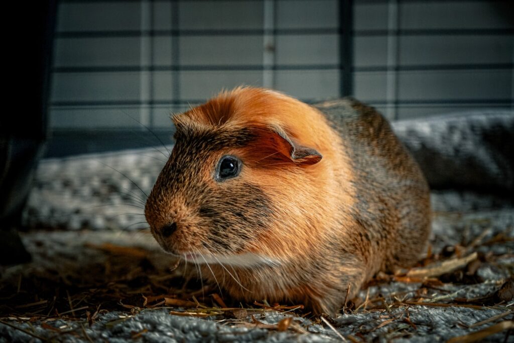 Bumblefoot in guinea pigs: A guinea pig grazes on hay in their cage.