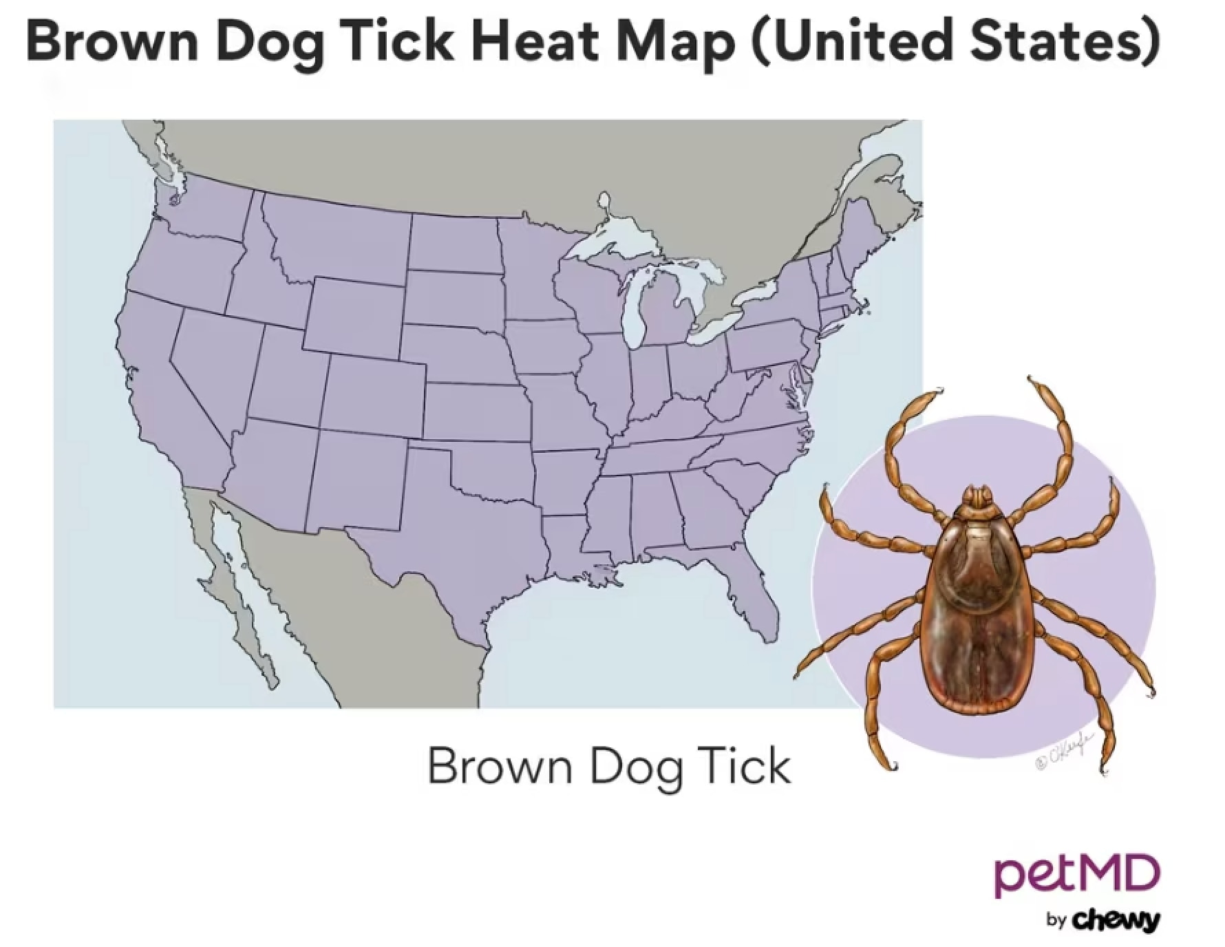 A map showing where the brown dog tick lives.