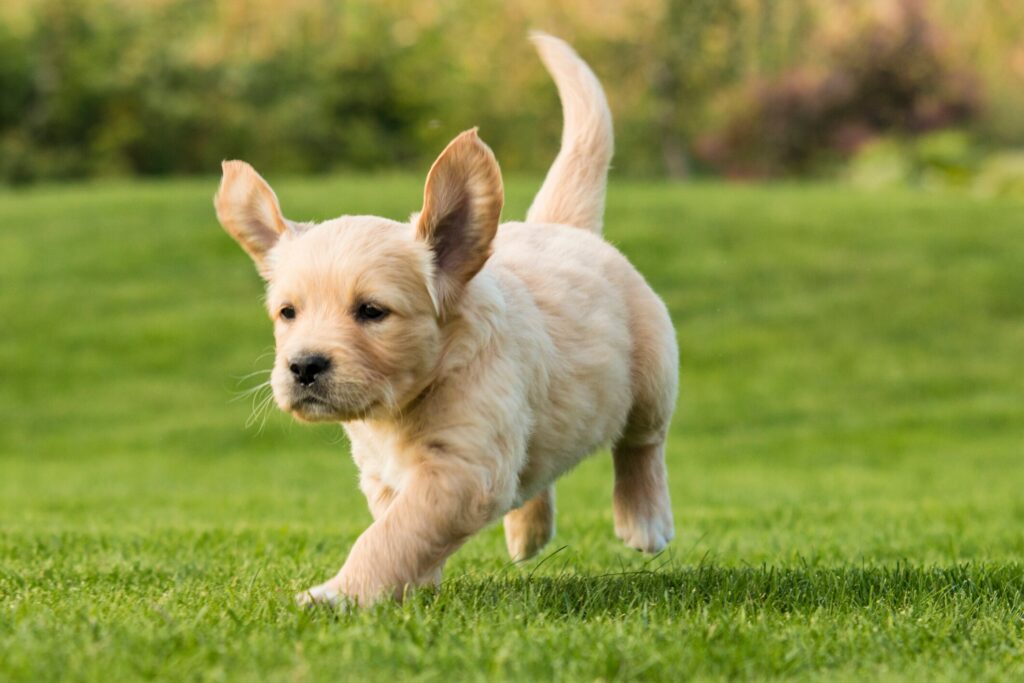 How to get rid of fleas in the yard: A puppy runs through the grass.