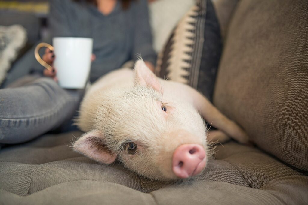 A potbellied pig lays down with their pet parent on a couch.