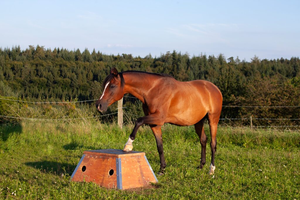 smart horse stepping up onto podium