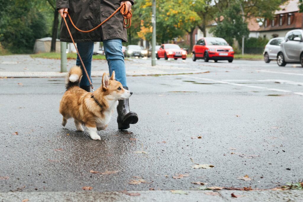 What to do if your dog was hit by a car: A pet parent keeps their dog safe from traffic while on walk.