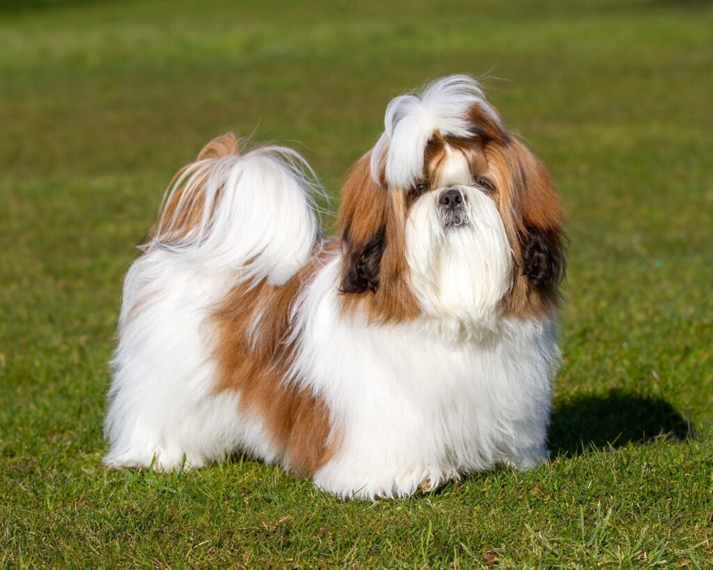 a fluffy brown and white shih tzu, a chinese dog breed, standing in grass