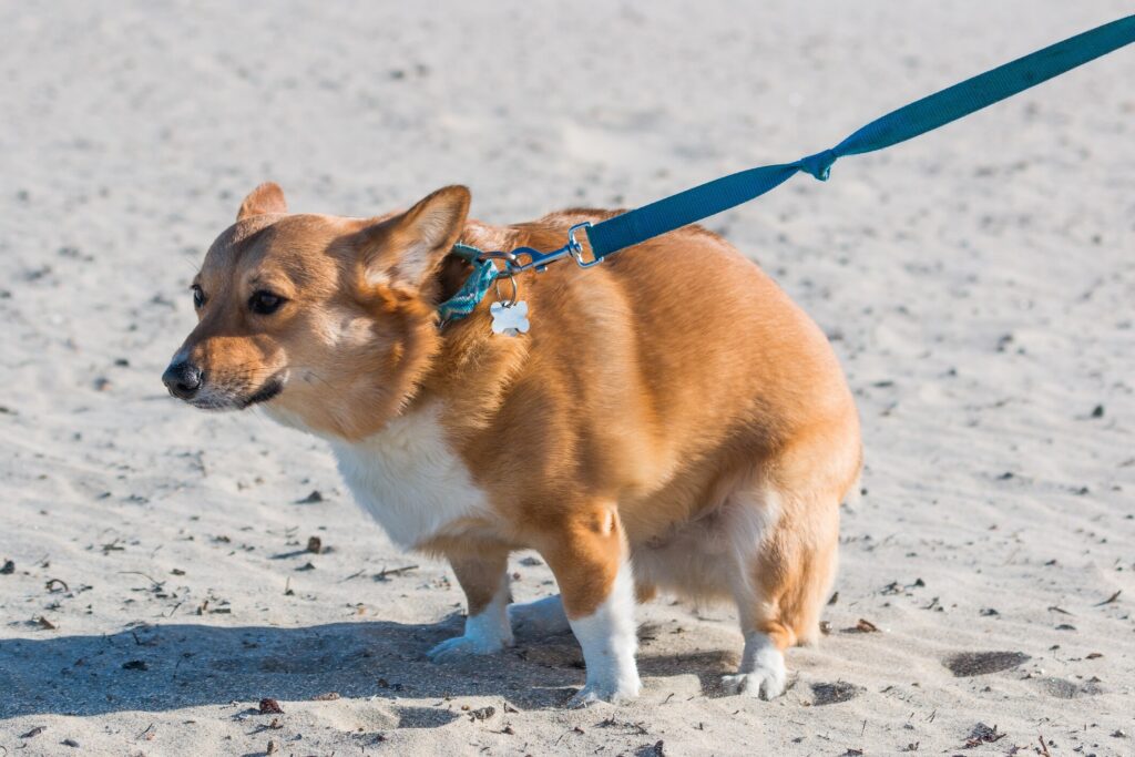 Chronic diarrhea in dogs: A pup squats.