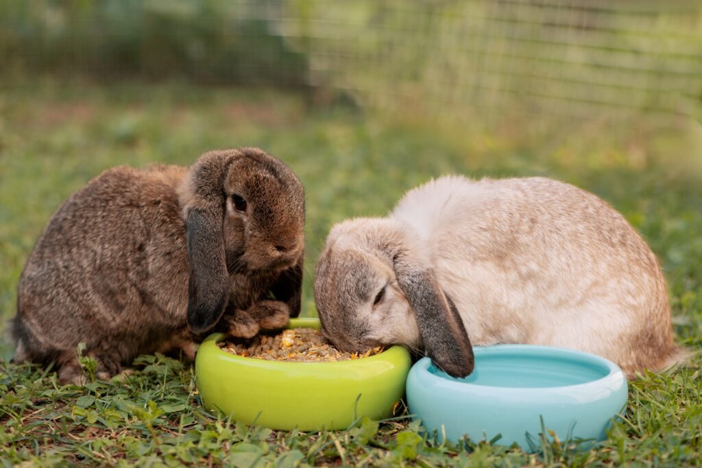 What Do Rabbits Eat? Everything a Pet Parent Should Know about Rabbit ...