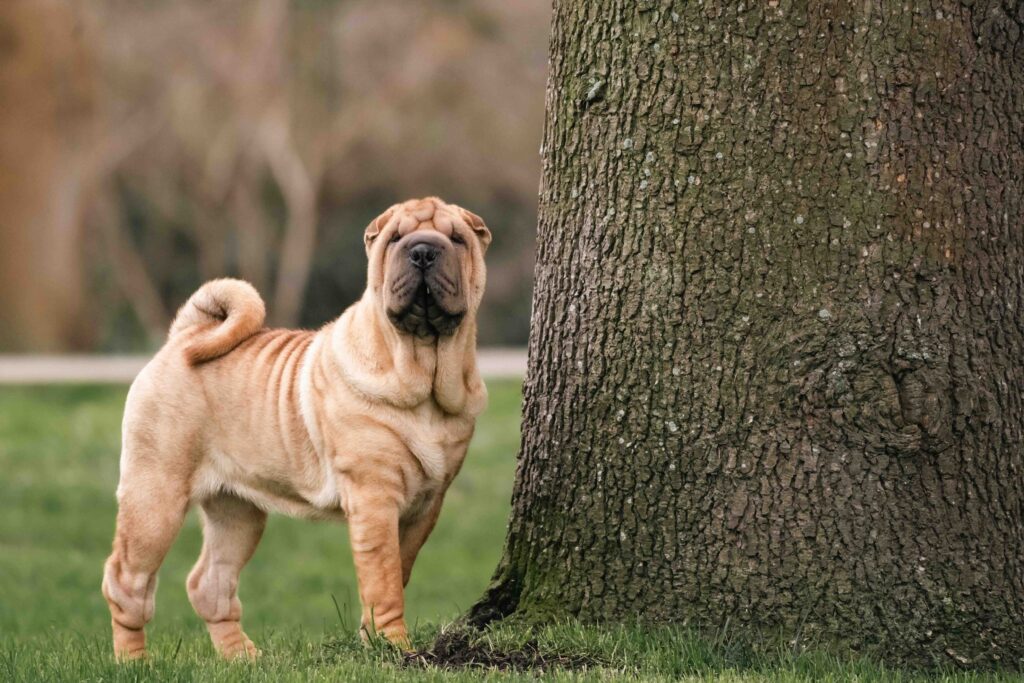 a chinese shar-pei, which is an independent dog breed, standing by a large tree