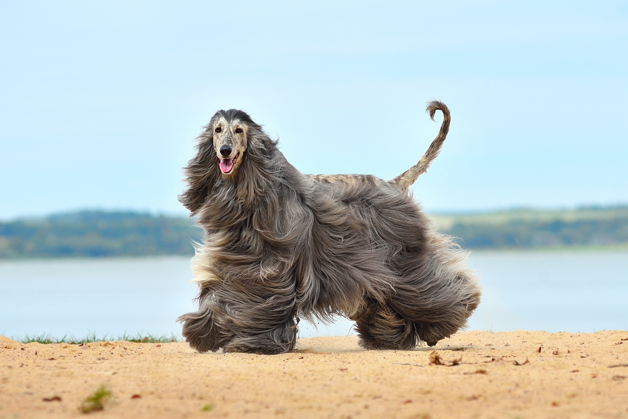 gray longhaired afghan hound, which is an independent dog breed, whose fur is blowing in the wind on a beach